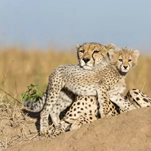 Cheetah (Acinonyx jubatus) mother and cub age 2-3 months, Masai-Mara Game Reserve, Kenya