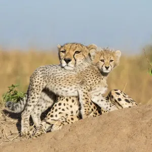 Cheetah Mother and Cub Print, 2-3 Months Old Cheetah Mother and Cub Print, 2-3 Months Old