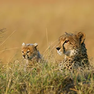Cheetah (Acinonyx jubatus) mother and cub aged 7 weeks, Masai-Mara Game Reserve, Kenya