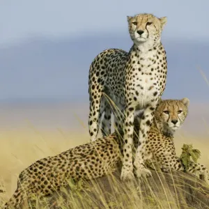 Cheetah Mother and Cub Print, 9-Month-Olds on Termite Mound Cheetah Mother and Cub Print, 9-Month-Olds on Termite Mound
