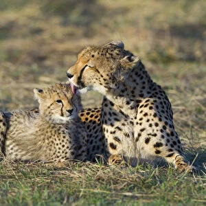 Cheetah (Acinonyx jubatus) mother grooming cub, Masai-Mara Game Reserve, Kenya