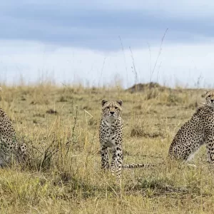 Cheetah (Acinonyx jubatus), mother and juvenile cubs, Masai Mara Game Reserve, Kenya
