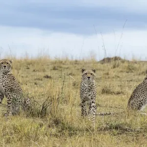 Cheetah Mother and Juvenile Cubs Print Cheetah Mother and Juvenile Cubs Print