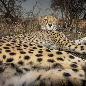 Cheetah (Acinonyx jubatus) resting, wild but habituated animal, Zimanga Game Reserve, South Africa Cheetah (Acinonyx jubatus) resting, wild but habituated animal, Zimanga Game Reserve, South Africa