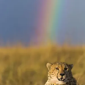 Cheetah Print: A Resting Cheetah with Rainbow, Masai-Mara Game Reserve Cheetah Print: A Resting Cheetah with Rainbow, Masai-Mara Game Reserve