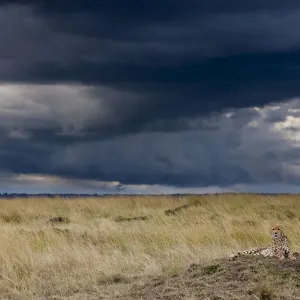 Cheetah Print: Resting on a Termite Hill, Stormy Sky Cheetah Print: Resting on a Termite Hill, Stormy Sky