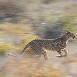 Cheetah (Acinonyx jubatus) running, Kalahari Desert, Botswana
