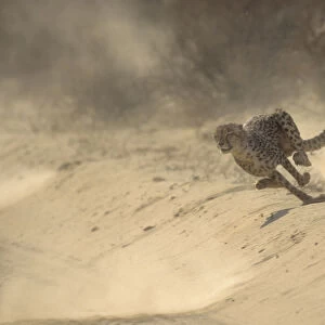 Cheetah (Acinonyx jubatus) running at full speed chasing Springbok prey, Kalahari Desert
