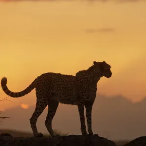 Cheetah (Acinonyx jubatus) silhouetted at sunset, Spain. Captive Cheetah (Acinonyx jubatus) silhouetted at sunset, Spain. Captive