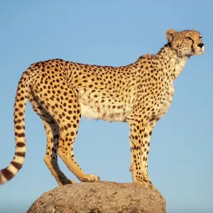 Captive Cheetah Standing on Rock Print Captive Cheetah Standing on Rock Print