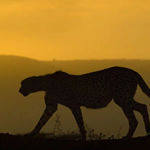 Cheetah (Acinonyx jubatus) walking, silhouetted at dusk. Zimanga private game reserve