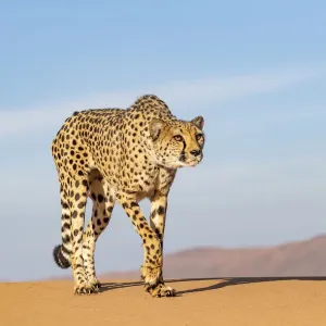 Cheetah (Acinonyx jubatus) walking, Private reserve, Namibia, Africa. Captive Cheetah (Acinonyx jubatus) walking, Private reserve, Namibia, Africa. Captive