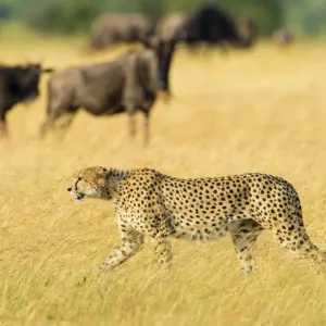 Cheetah Print - Masai Mara Nature Reserve, Kenya Cheetah Print - Masai Mara Nature Reserve, Kenya