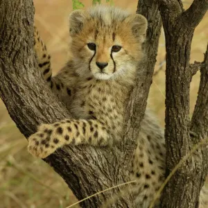 Cheetahs