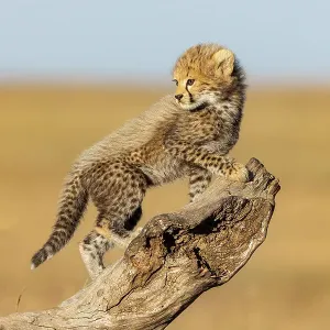Cub de guepardo (Acinonyx jubatus) subiendo un tronco de árbol. Reserva nacional Masai Mara, Kenia, África Oriental. Cub de guepardo (Acinonyx jubatus) subiendo un tronco de árbol. Reserva nacional Masai Mara, Kenia, África Oriental.