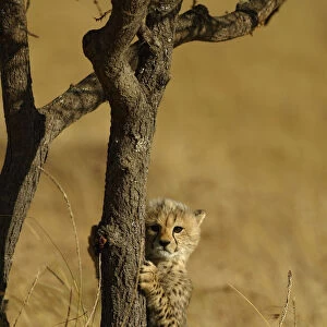 Cheetah cub climbing acacia tree {Acinonyx jubatus} Masai Mara, Kenya