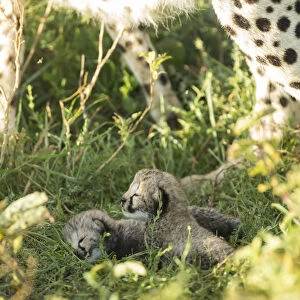 Two Cheetah cubs (Acinonyx jubatus) aged 12-14 days, Ngorongoro Conservation Area