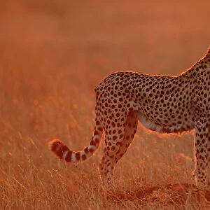 Cheetah at dawn {Acinonyx jubatus} Masai Mara, Kenya