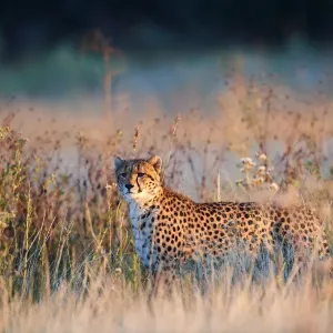 Cheetah Male Print in Morning Light, Moremi National Park Cheetah Male Print in Morning Light, Moremi National Park