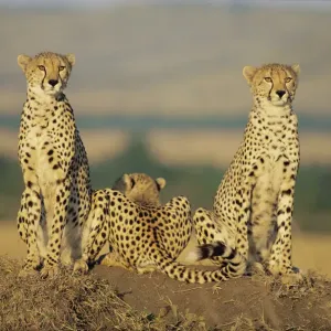 Cheetah mother and cubs in line, Masai Mara Print Cheetah mother and cubs in line, Masai Mara Print