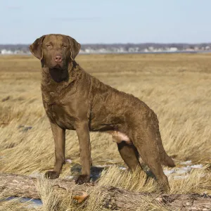 Chesapeake Bay retriever male standing in saltmarsh, Long Island Sound, Madison, Connecticut, USA