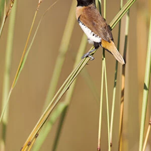 Chestnut-breasted mannikin (Lonchura castaneothorax), feeding on grass seeds, Darwin