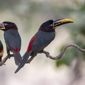 Chestnut-eared aracari (Pteroglossus castanotis) on cat-gut vine. Pantanal, Brazil, August