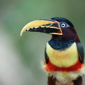Chestnut-eared aracari (Pteroglossus castanotis) portrait, Pantanal wetlands, Mato Grosso, Brazil Chestnut-eared aracari (Pteroglossus castanotis) portrait, Pantanal wetlands, Mato Grosso, Brazil