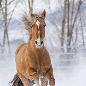 Chestnut Mustang running in snow, at ranch, Shell, Wyoming, USA. February