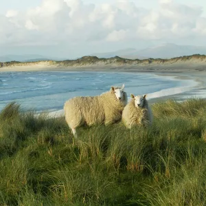 Cheviot sheep grazing eroding machair at front of sand dunes, North Uist, Scotland, UK, June