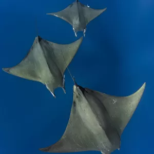 Chilean devil rays / Mobulas (Mobula tarapacana) offshore Santa Maria, Azores, Portugal