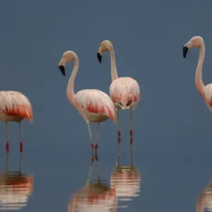 Famiglia Flamingo, Phoenicopterus chilensis, La Pampa, Argentina Famiglia Flamingo, Phoenicopterus chilensis, La Pampa, Argentina