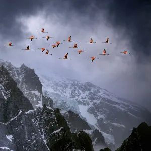 Chilean flamingos (Phoenicopterus chilensis) in flight over mountain peaks with glacier in the distance, Torres Del Paine National Park, Chile. Winner of Landscape category, Nature's Best / Windland Smith Rice Awards competition 2010