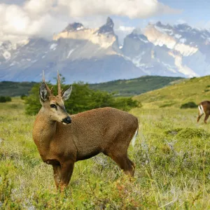 Chilean huemul or South Andean deer (Hippocamelus bisulcus), Torres del Paine National Park