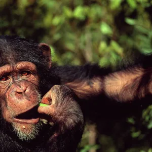 Chimpanzee orphan Sophie eating fruit (Pan troglodytes) Sweetwaters Chimpanzee Sanctuary