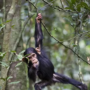 Chimpanzee (Pan troglodytes) infant, aged one and a half playing in tree, in tropical forest
