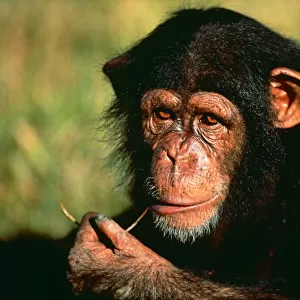 Chimpanzee (Pan troglodytes) portrait of orphaned juvenile Sophie, sucking piece of grass