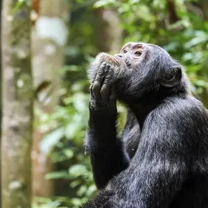 Chimpanzee (Pan troglodytes schweinfurthii) male, scratching, Kibale National Park Chimpanzee (Pan troglodytes schweinfurthii) male, scratching, Kibale National Park