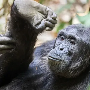 Chimpanzee Print - Male Scratching Leg Chimpanzee Print - Male Scratching Leg