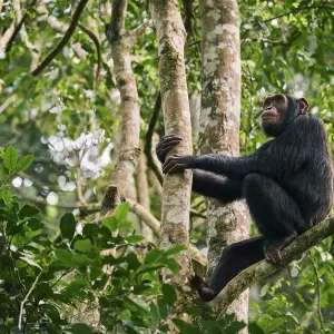 Chimpanzee (Pan troglodytes schweinfurthii) male sitting in a tree