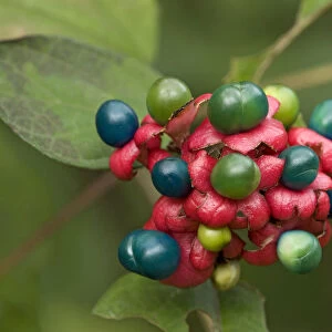 China glory flower (Clerodendrum bungei) fruits above red calyxes. Eaten and spread by birds