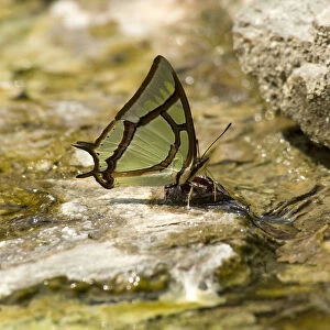 China nawab (Polyura narcaeus) butterfly drinking at thermal seep