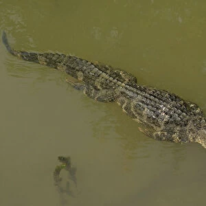 Chinese alligator (Alligator sinensis) swimming in Yangtze, streamline with legs pressed