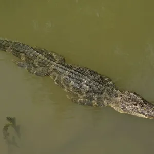 Chinese alligator (Alligator sinensis) swimming in Yangtze, streamline with legs pressed Chinese alligator (Alligator sinensis) swimming in Yangtze, streamline with legs pressed