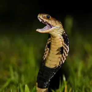 Chinese cobra (Naja atra) in threat stance, Shek Pik, southwestern coast of Lantau Island
