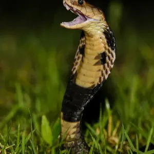 Chinese Cobra in Threat Stance Print Chinese Cobra in Threat Stance Print