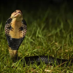 Chinese cobra in threat stance Print Chinese cobra in threat stance Print