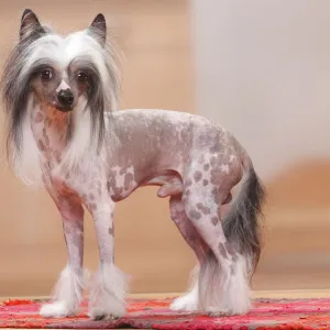 Chinese Crested Dog, hairless