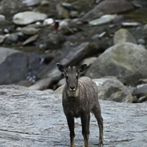 Chinese or Long-tailed goral (Naemorhedus griseus) standing on a stone by a river