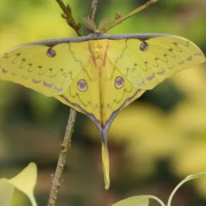 Chinese Moon Moth Print (Yellow) Chinese Moon Moth Print (Yellow)